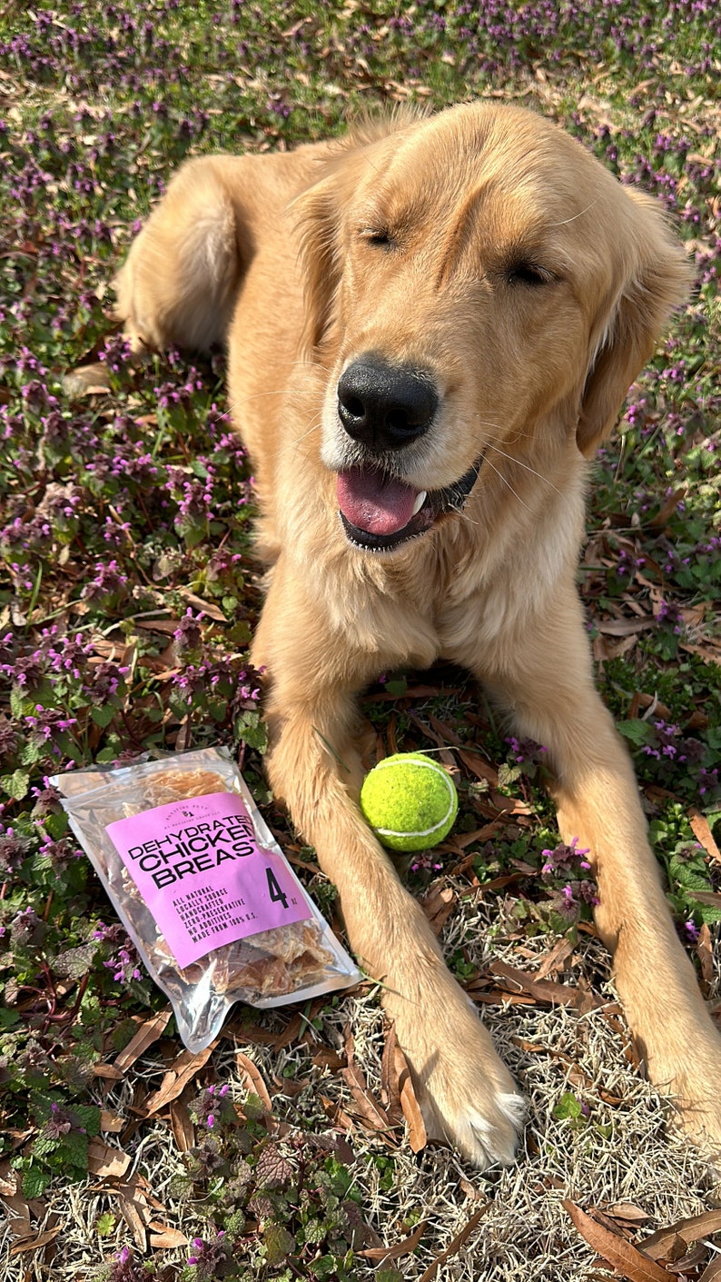 A golden retriever enjoying the grass beside Bonafide Pets chicken breast treats