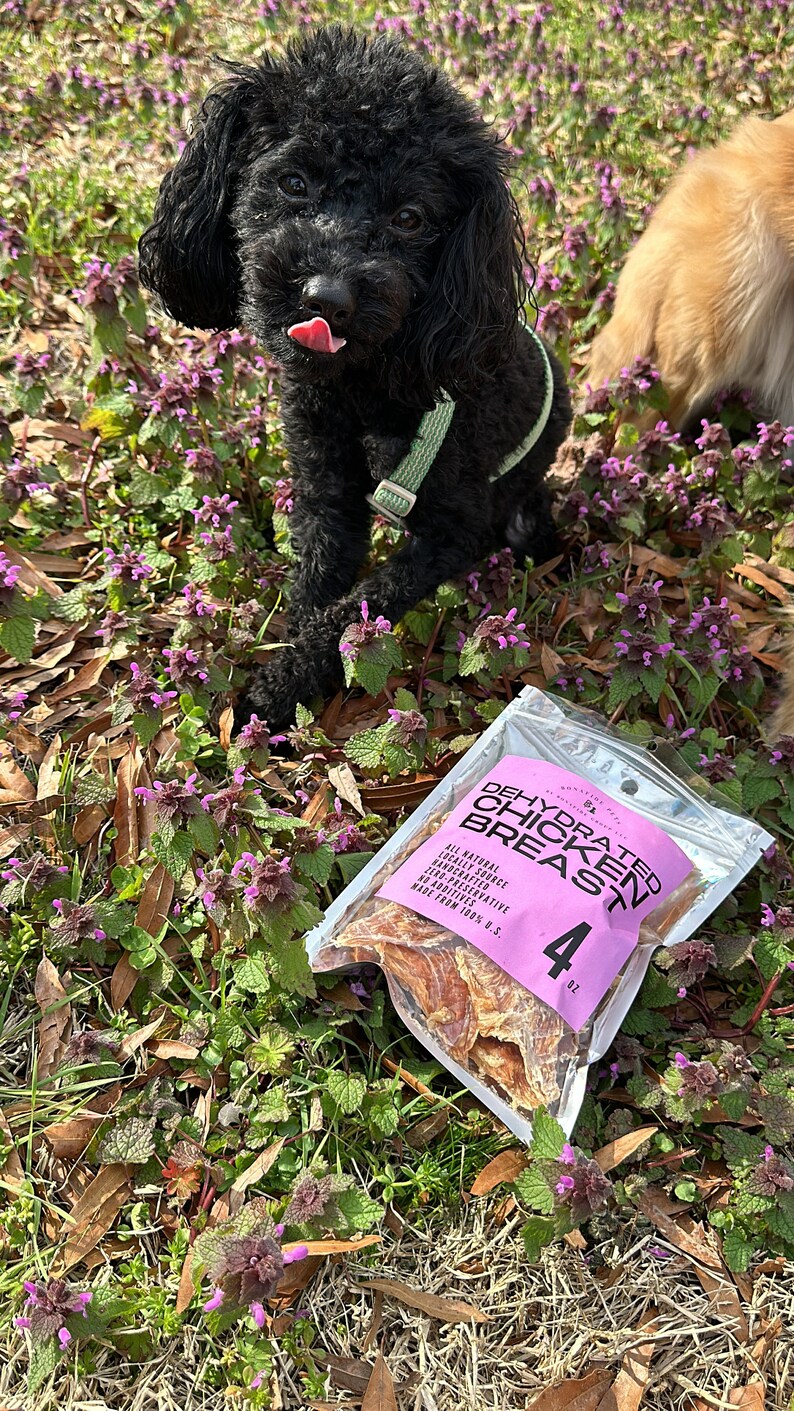 Bonafide Pets black poodle outdoors