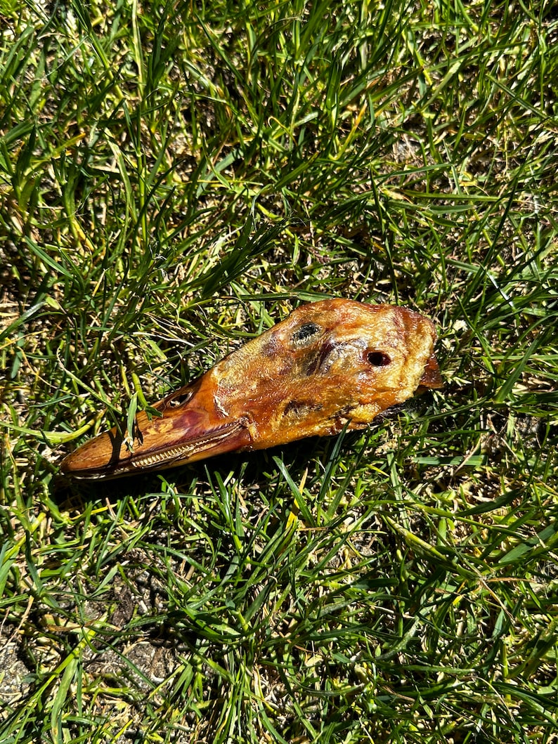 Dehydrated Duck Heads — original Bonafide Pets Etsy photograph 1